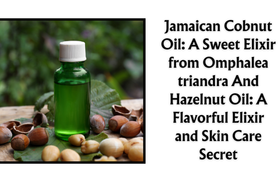 Jamaican Cobnut Oil: A Sweet Elixir from Omphalea triandra And Hazelnut Oil: A Flavorful Elixir and Skin Care Secret
