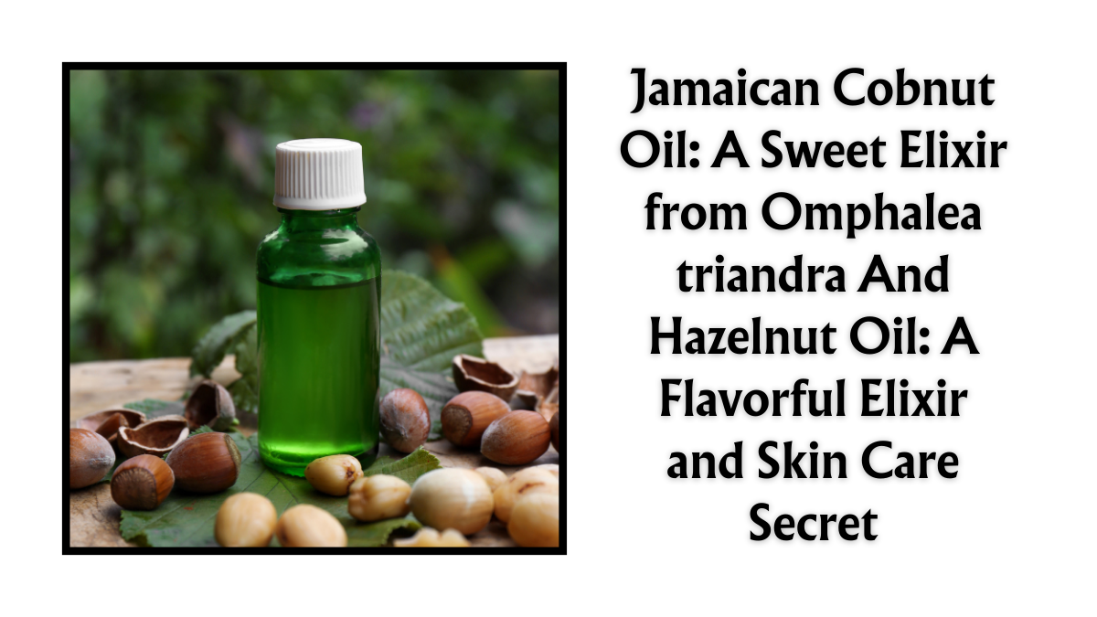 Jamaican Cobnut Oil: A Sweet Elixir from Omphalea triandra And Hazelnut Oil: A Flavorful Elixir and Skin Care Secret